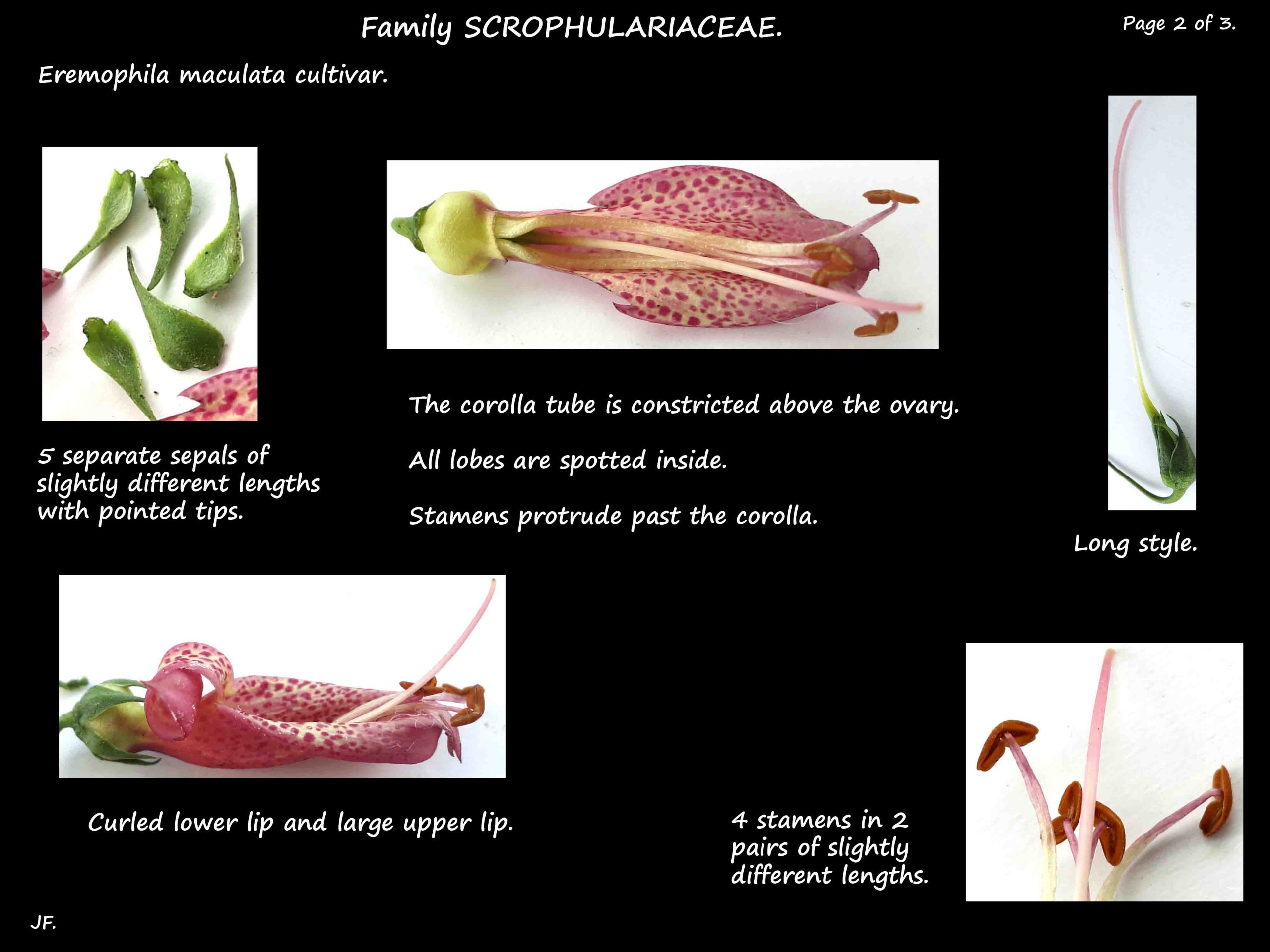 2 Eremophila maculata flower parts